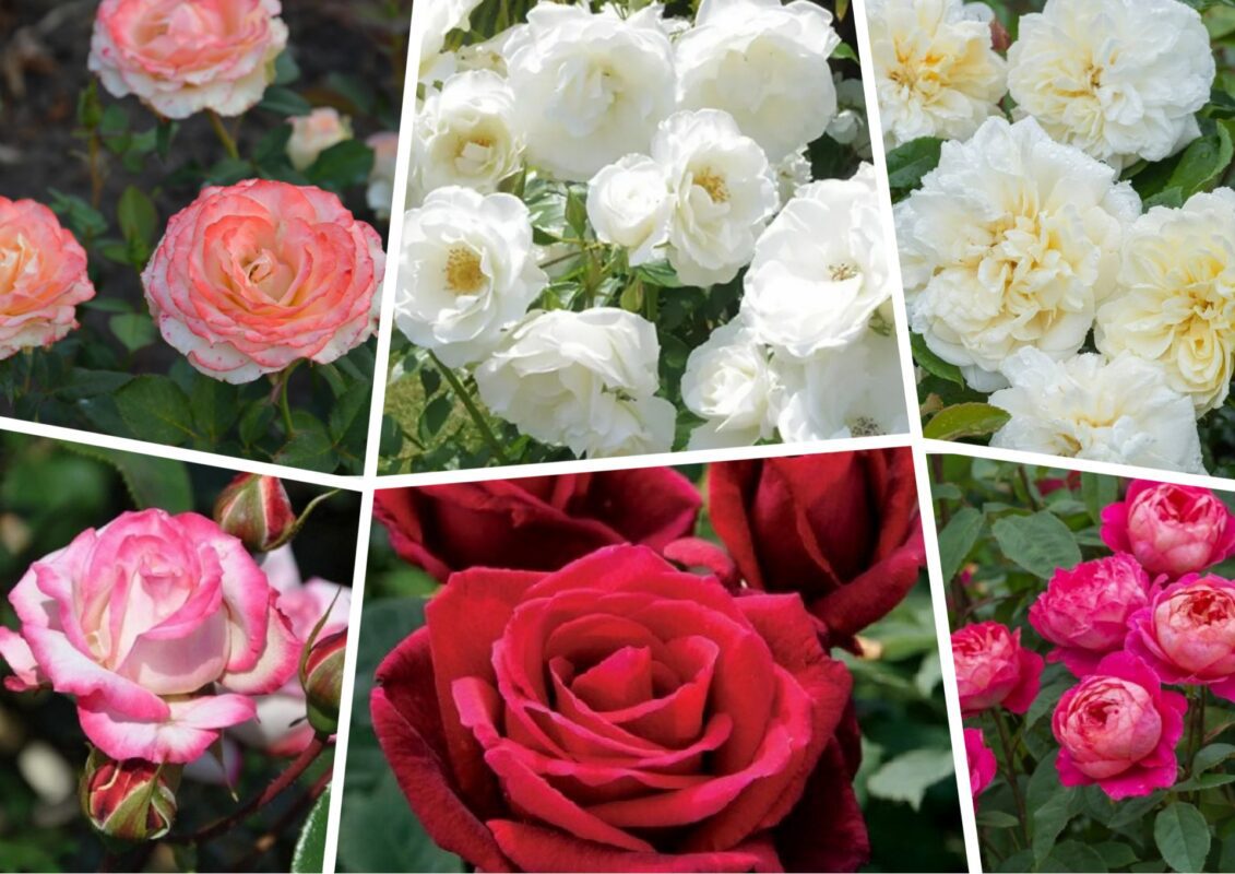 Найгарніші сорти троянд