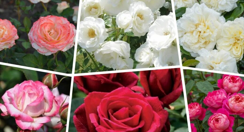 Ці 7 троянд – хіти на Київщині: їх висаджують у себе найбагатші та найзнаменитіші 