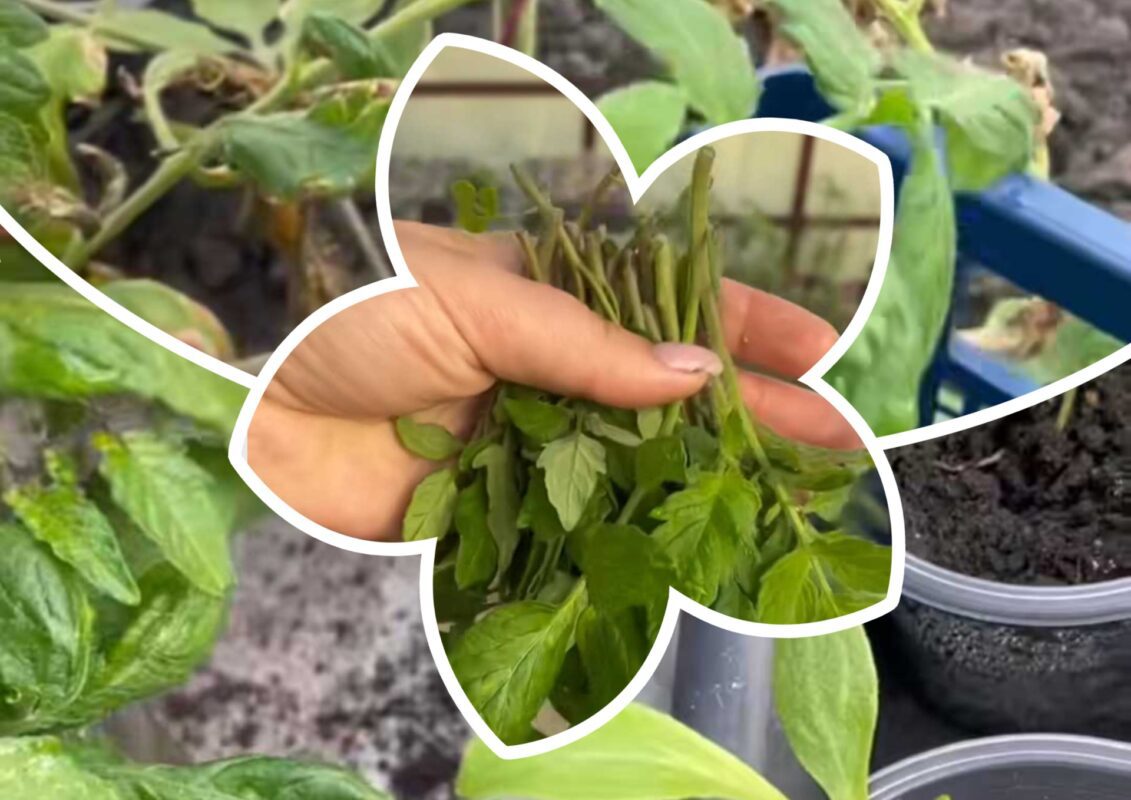 Садівники пояснили, як отримати другий урожай томатів у 2025 році