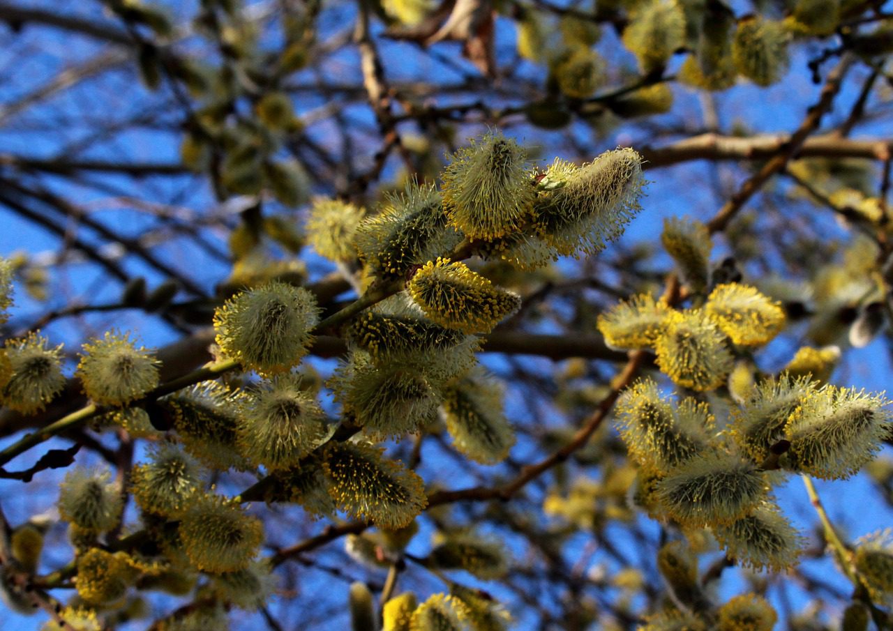 Експерти розповіли, чому не можна висаджувати вербу біля будинку