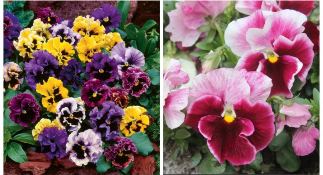 Про це співали “Время и Стекло”: сорт “діадема”, що прикрасить волосся, двір та будинок 