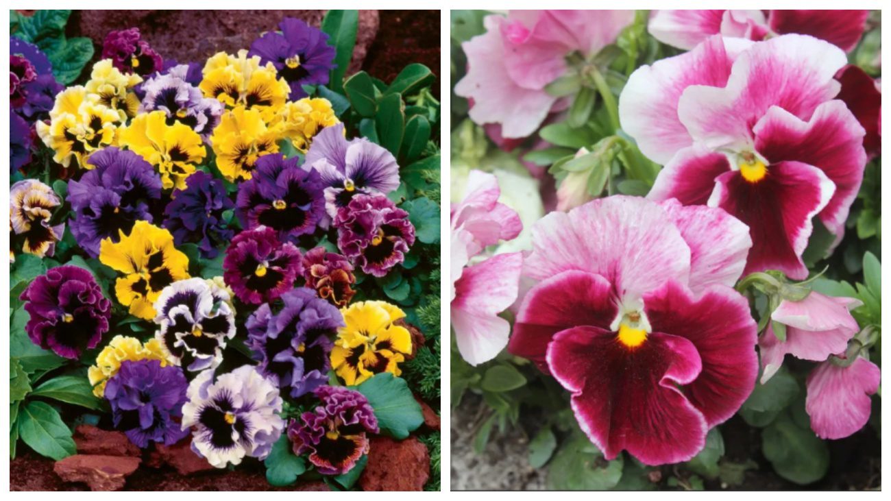 Садівники пояснили, з якого багаторічника можна робити гарні діадеми для волосся