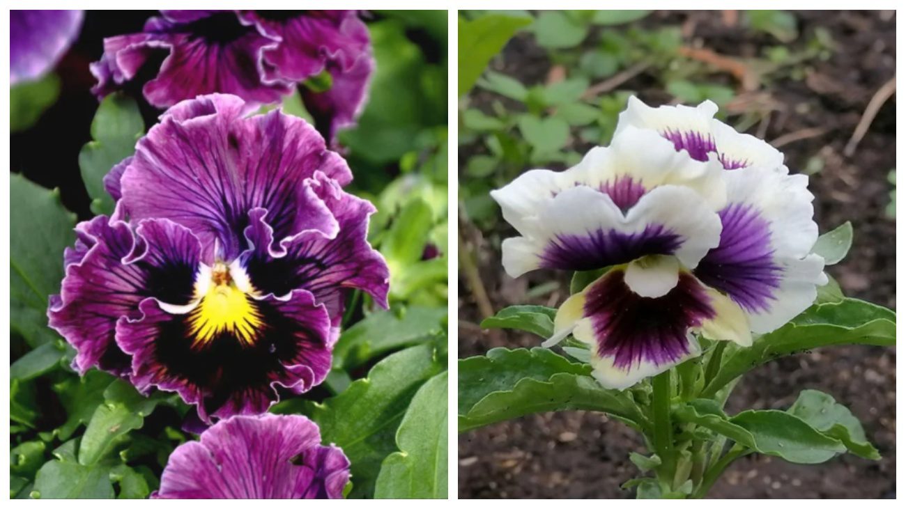 Садівники пояснили, з якого багаторічника можна робити гарні діадеми для волосся