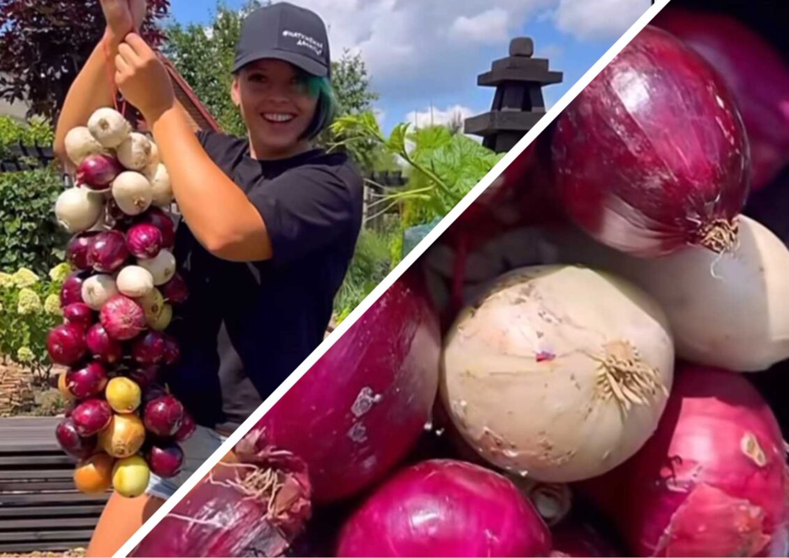Садівники показали, як правильно заплести цибулю в косу