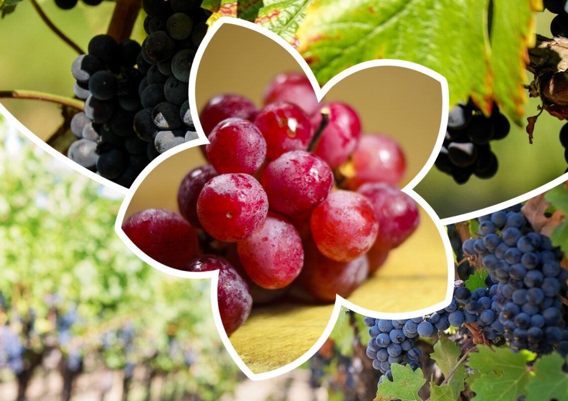 Садівник пояснив, чому столовий виноград слід обробляти до цвітіння