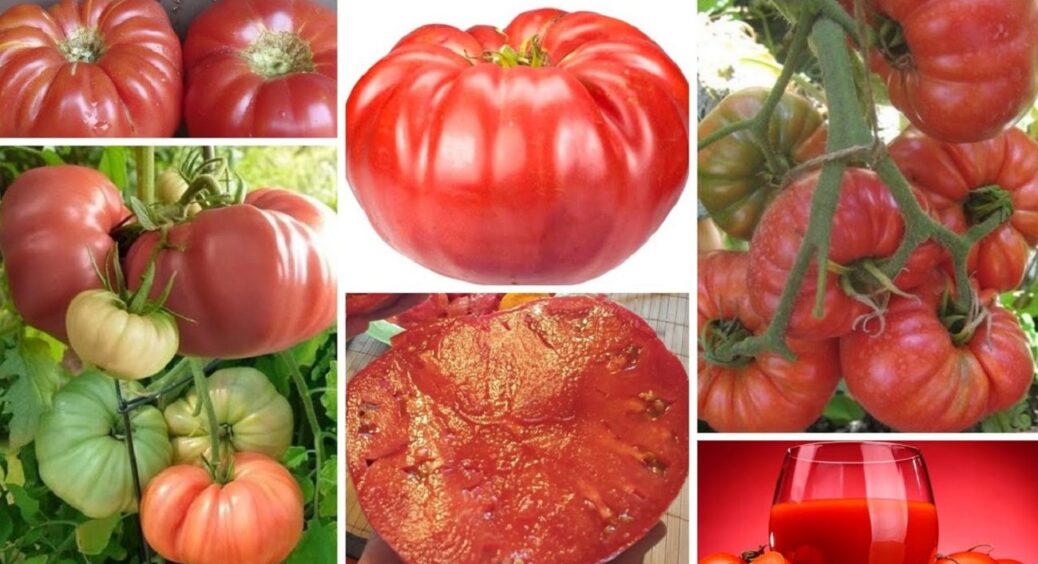 Ці помідори ростуть як на дріжджах на Львівщині: 5 найкращих сортів – солодкі, великі, м’ясисті 