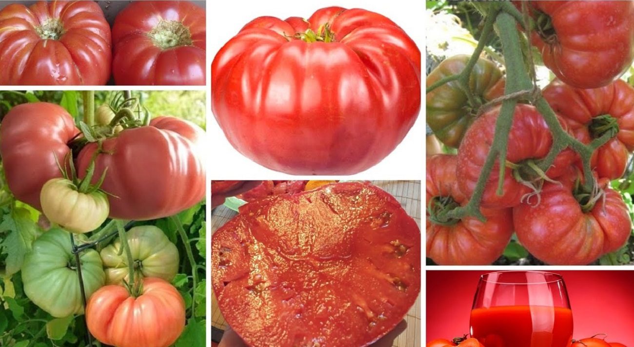 Агрономи назвали 3 найродючіші сорти помідорів