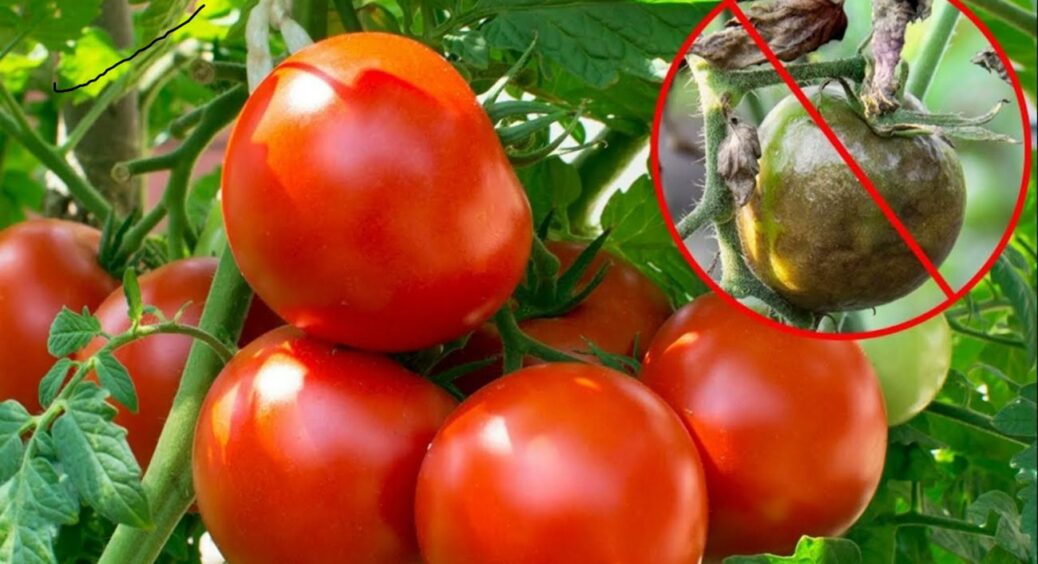 Тонка шкірка, м’ясиста серединка – як виростити круті помідори, стійкі до фітофтори 