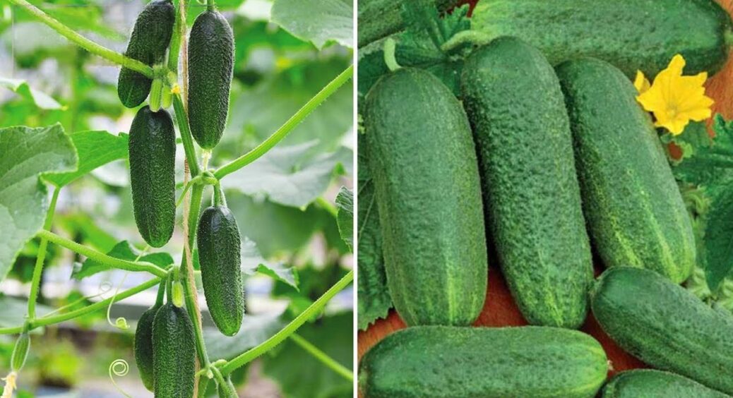 З року в рік саджаю тільки ці: сорти огірків, які перевершать всі очікування – рекордсмени 2025 