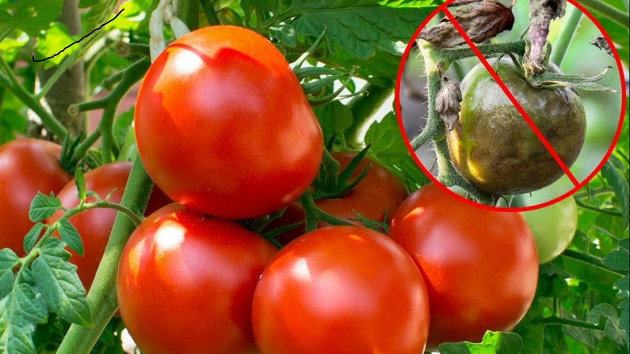 Городники назвали сорти помідорів, які виявився найстійкішими до хвороб