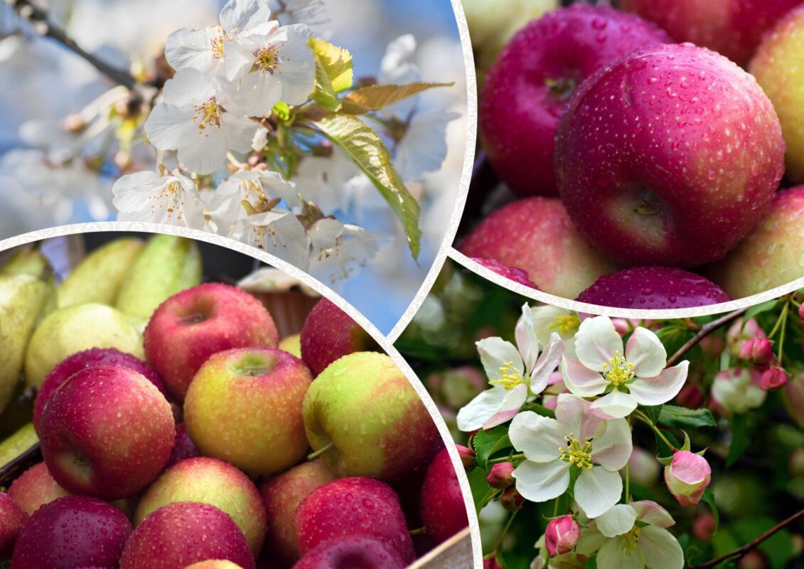 Фермер розповів, як підживлює яблуні для високої врожайності