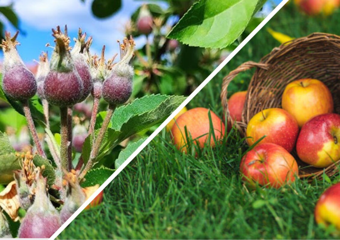 Як запобігти осипанню зав'язі з яблунь