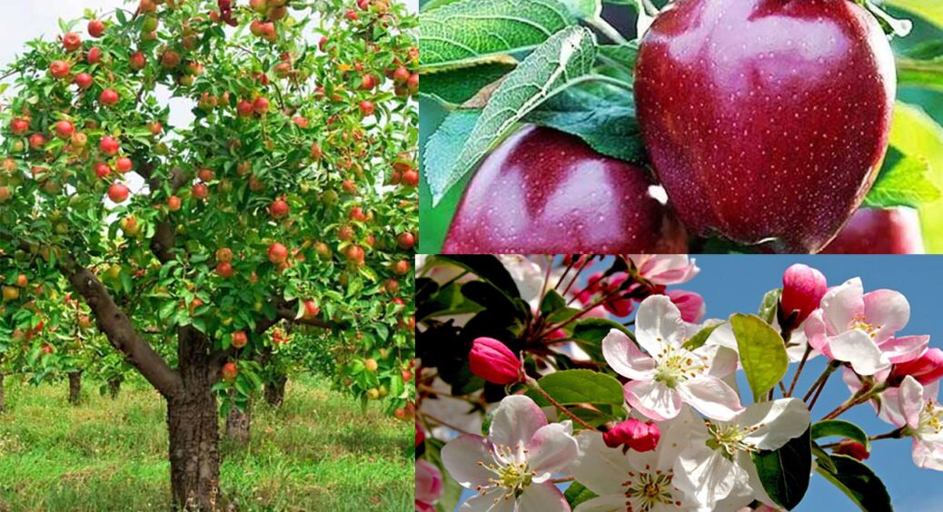 Яблук буде багато, але ціни зростуть: спеціалісти оцінили перспективи на урожай фруктів 2025 