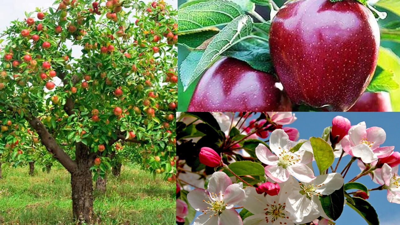 Як позбутися гусені на яблунях