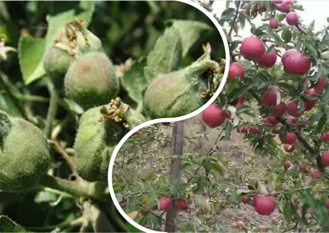 Чому після цвітіння дерева опадає зав'язь