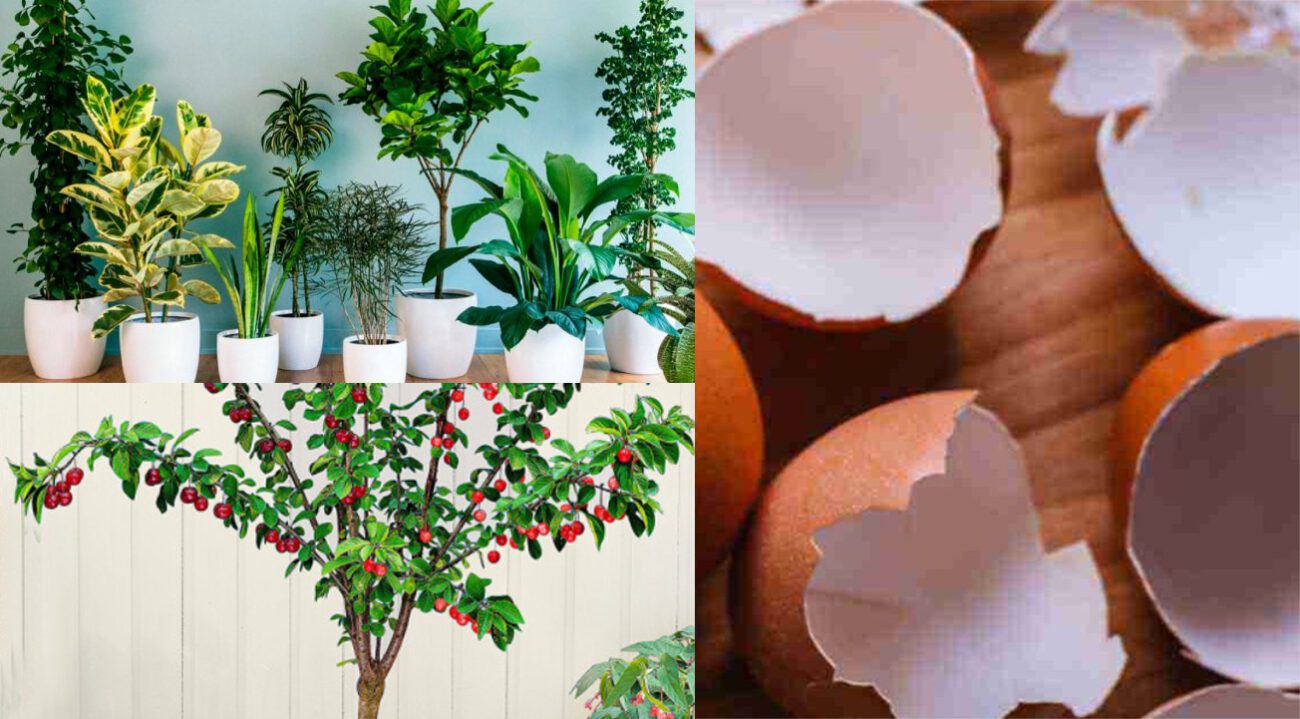 Як підживити кімнатні рослини яєчною шкаралупою