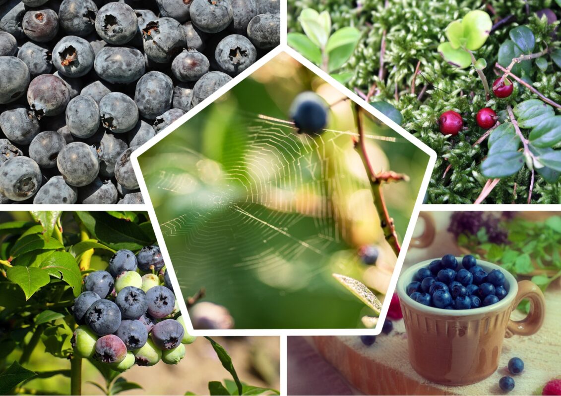 Садівники пояснили, як вберегти врожай лохини від личинки хруща