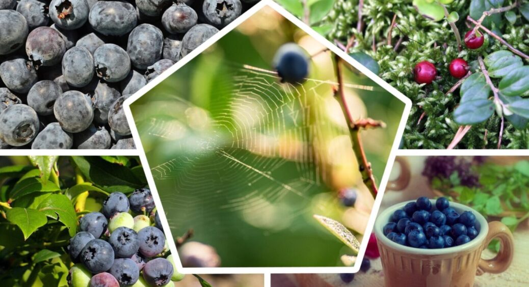 Як захистити лохину проти личинки хруща: 2 дієвих засоби, що 100% вбережуть врожай ягід 