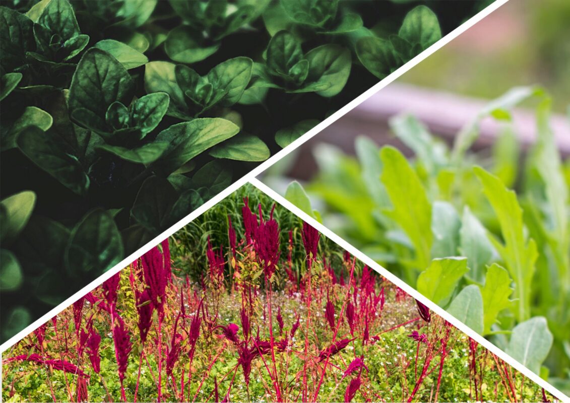 Якою зеленню можна замінити петрушку з кропом