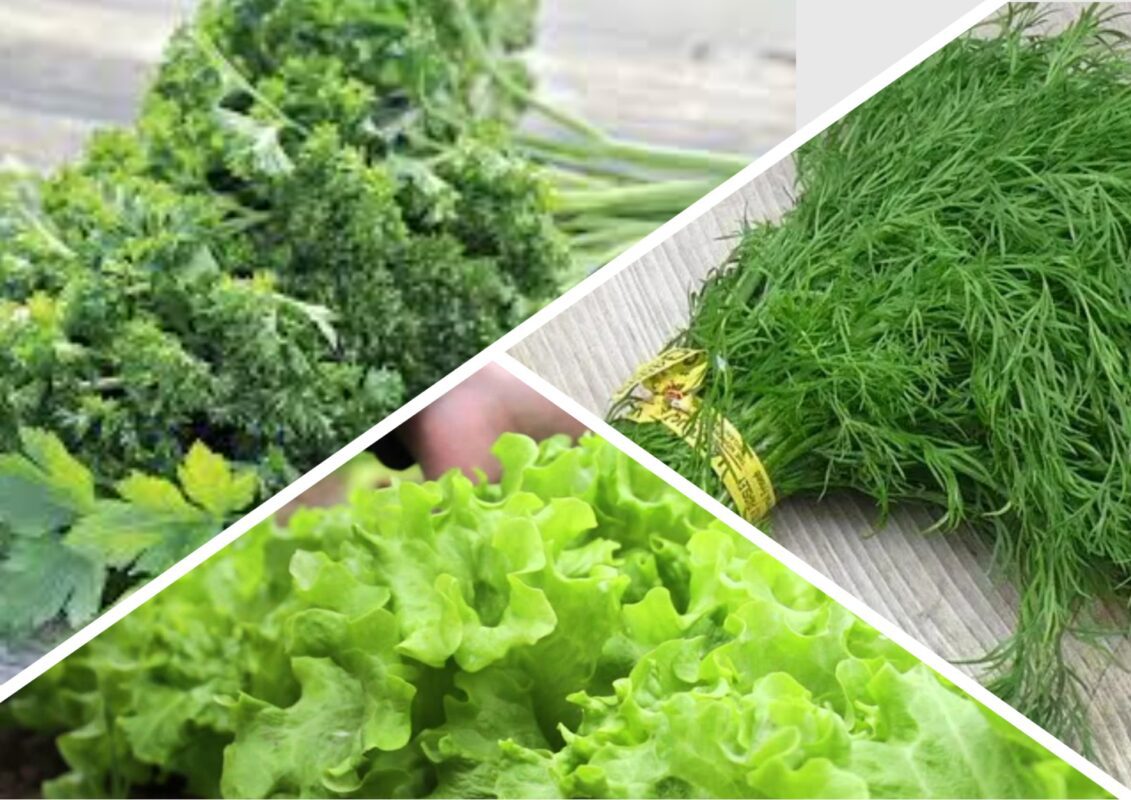 Садівник розповів, як виростити пишну зелень у себе вдома