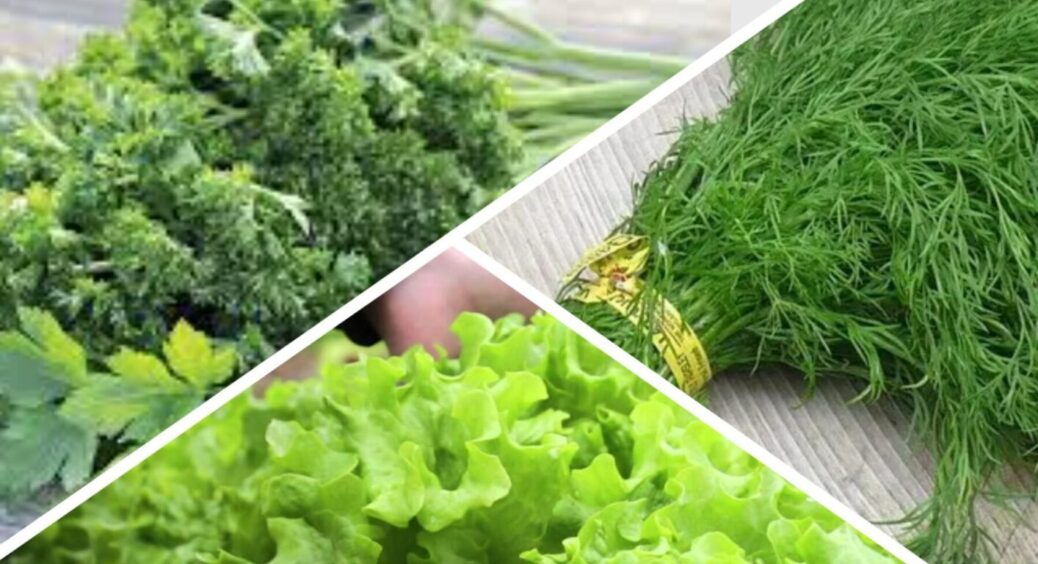 Будуть пишними і кріп, і петрушка, і селера: ось що з ними роблять господині на Херсонщині 