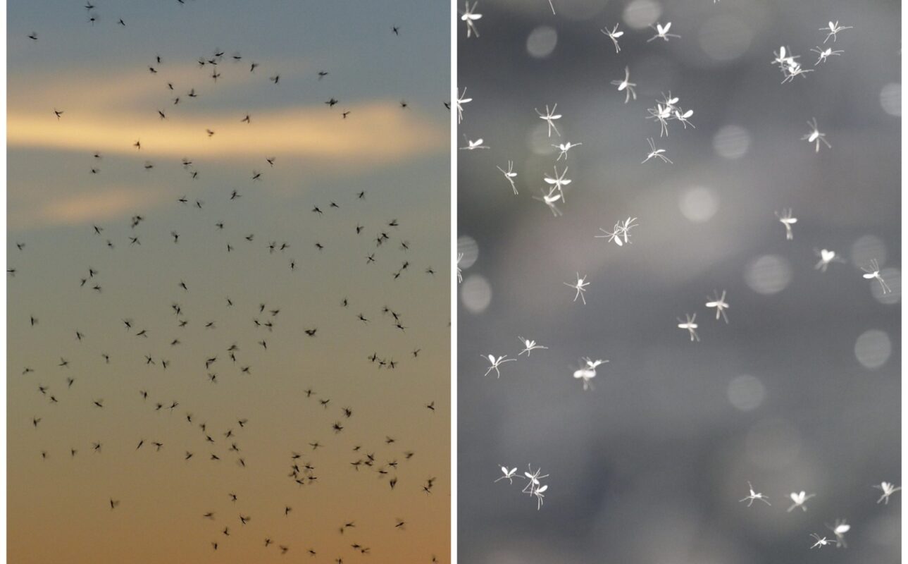 Як позбавитися від мошок