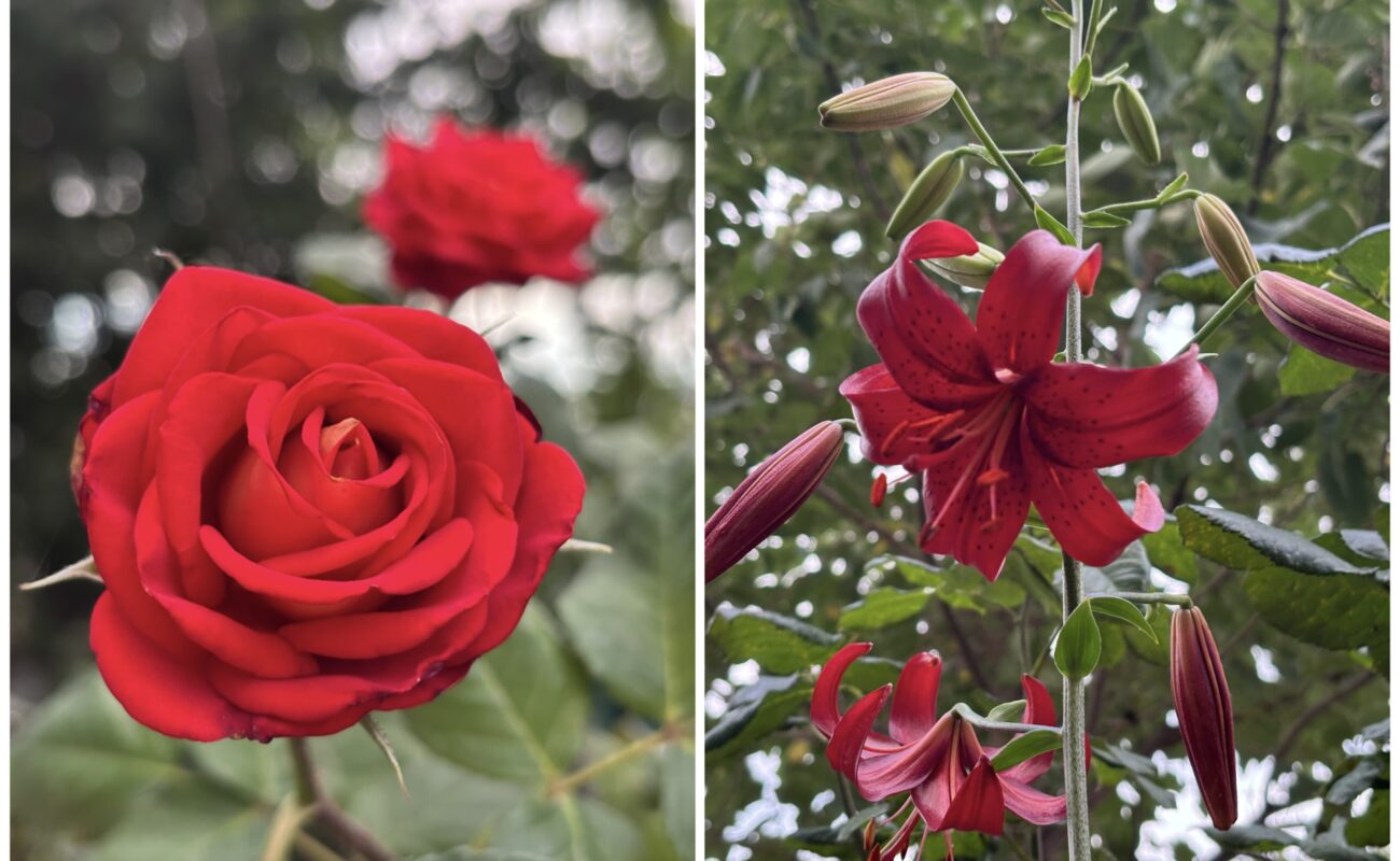 Садівники розкрили секрет своїх розкішних клумб влітку