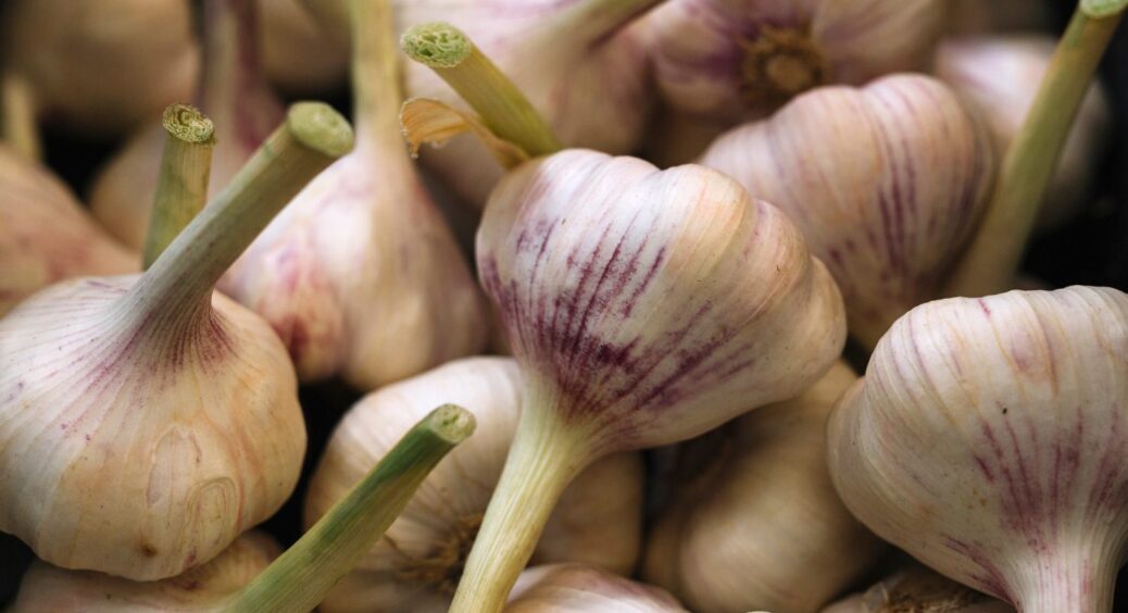 1 фінальна підкормка за місяць до збирання врожаю: такого часнику ви ще не бачили 