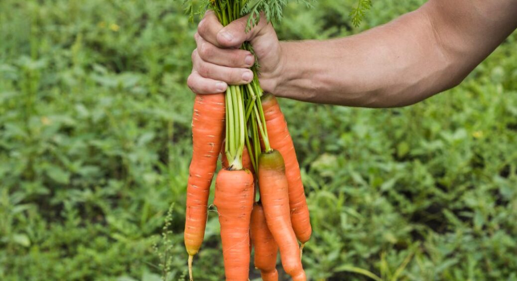 Для крупних і солодких коренеплодів – лише ця підкормка у липні 2025: морква подякує 