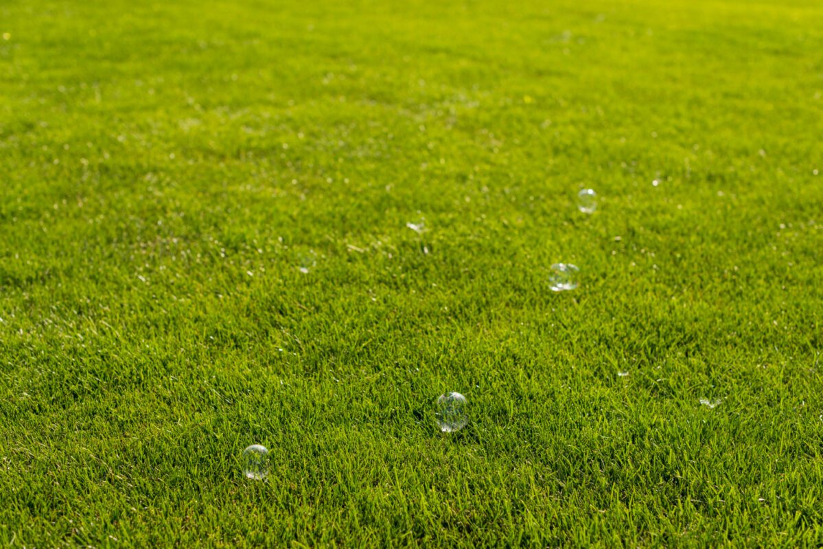 Господарі розповіли, навіщо посипають газон кавою