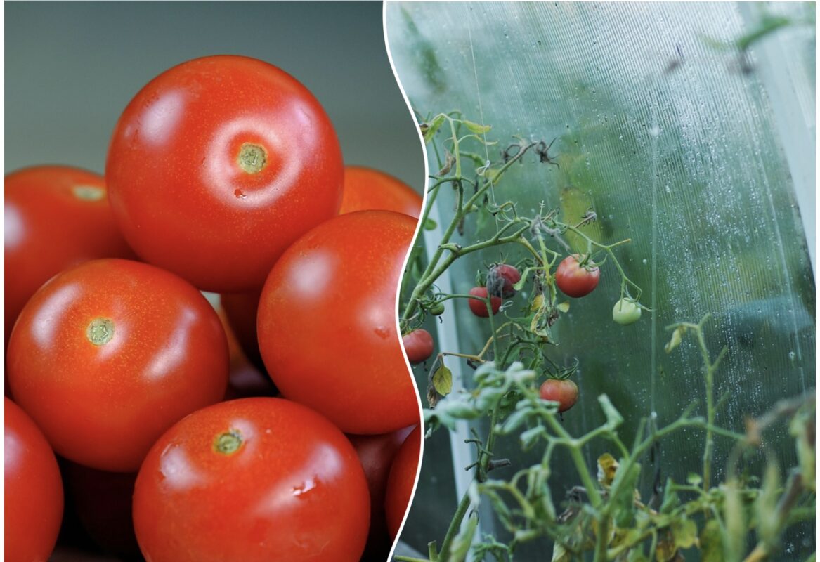 Експерт розповів, як з декількох кущів отримати велику кількість помідорів