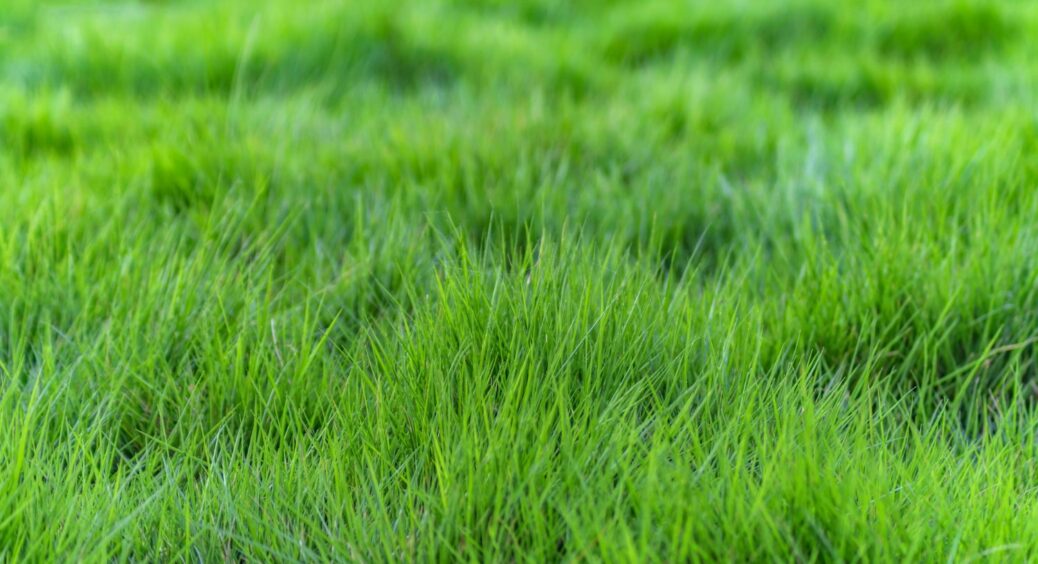 Навіщо господарі посипають газон кавою: 1 лайфхак для пишної трави, який спрацює на 100% 