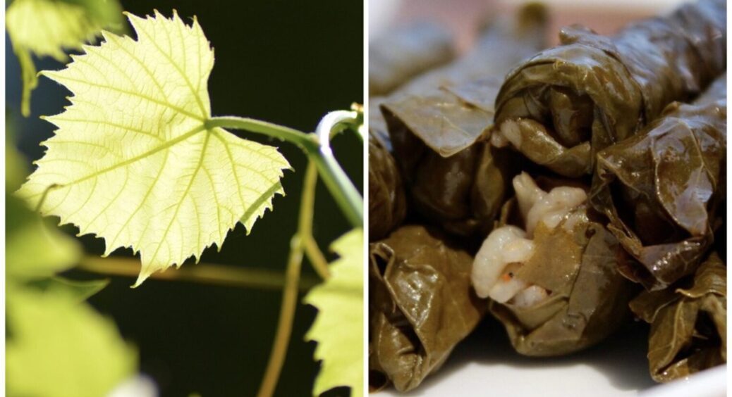 Молоде виноградне листя завжди під рукою: як правильно зберігати його – страви будуть “ого-го” 