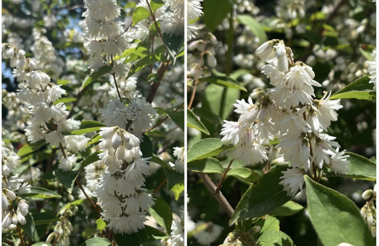 Садівник розповів, що можна посадити в саду замість жасмину