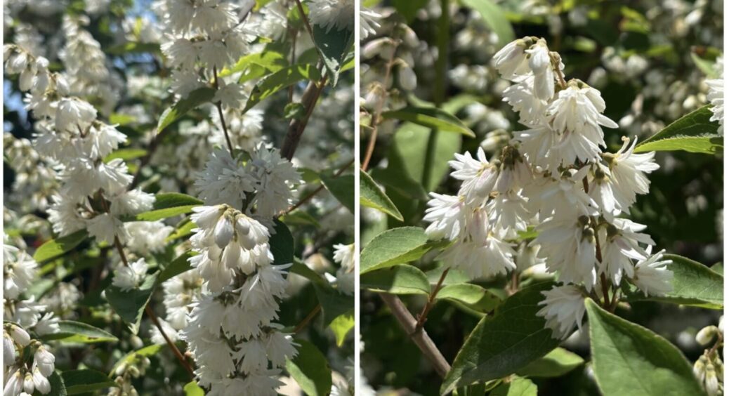 Перлина чорноморських садів: цей кущ — хіт 2025! Вирощується простіше, ніж шипшина 