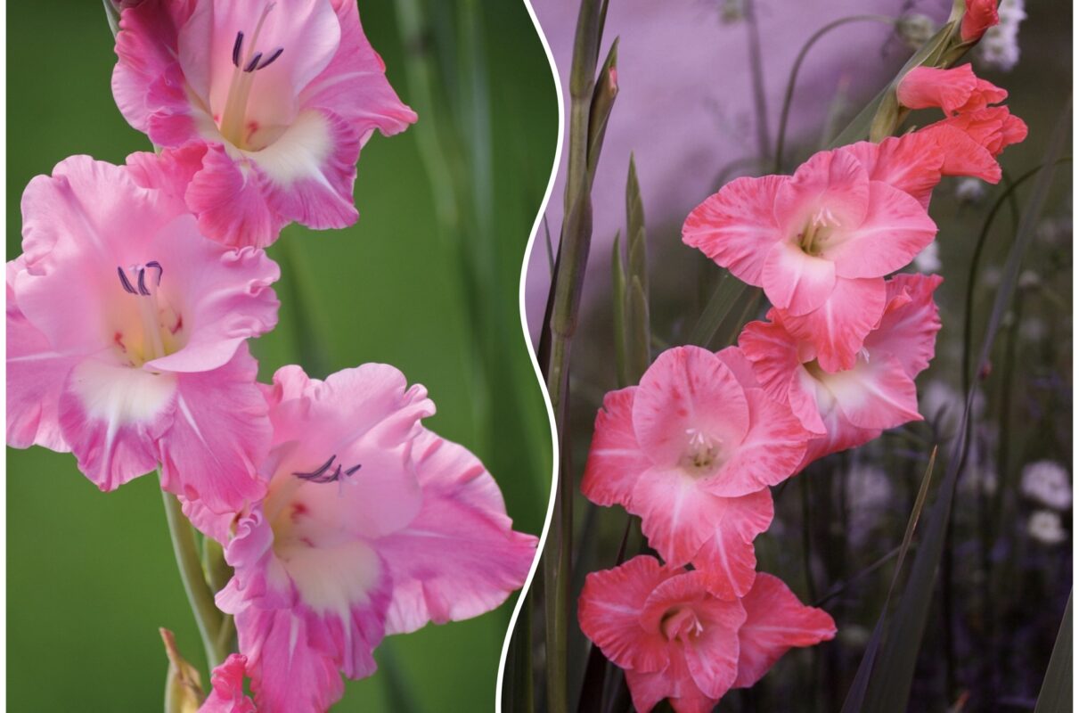 Експерт розповів, як отримати пишне цвітіння у гладіолусів