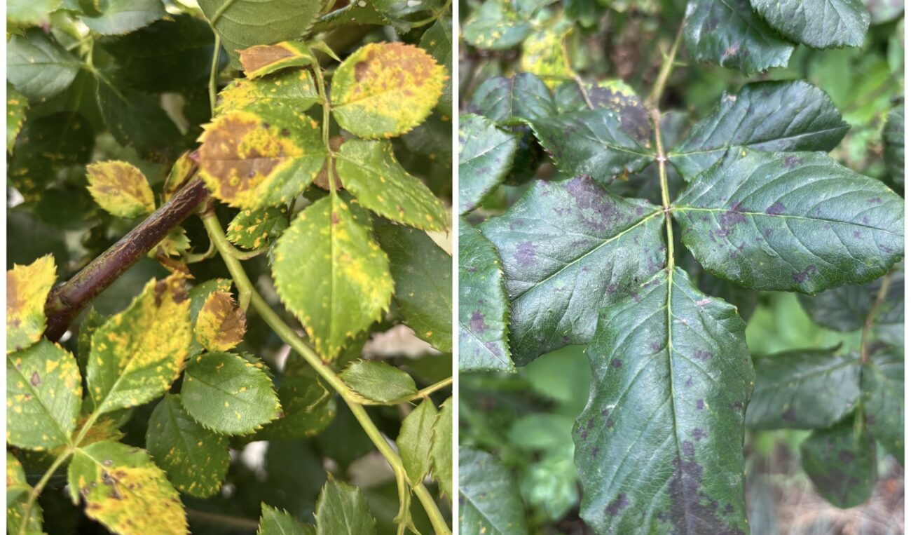 Експерт розповів, які грибкові хвороби в саду завжди з'являються разом