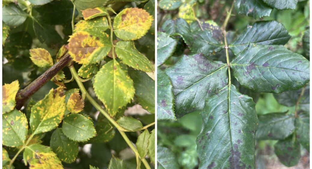 Ми з Тамарою ходимо парою: ці хвороби в саду завжди зʼявляються разом — перевірте у себе 