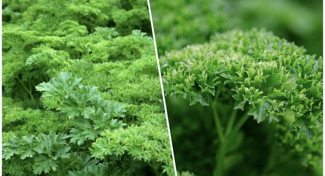 Не грядка з петрушкою, а пухнастий зелений килим: як виростити розкішну зелень у 2025-му? 