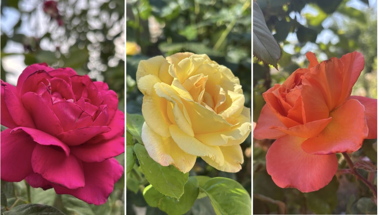 Квітникар розповів, що робити з грибком на трояндах