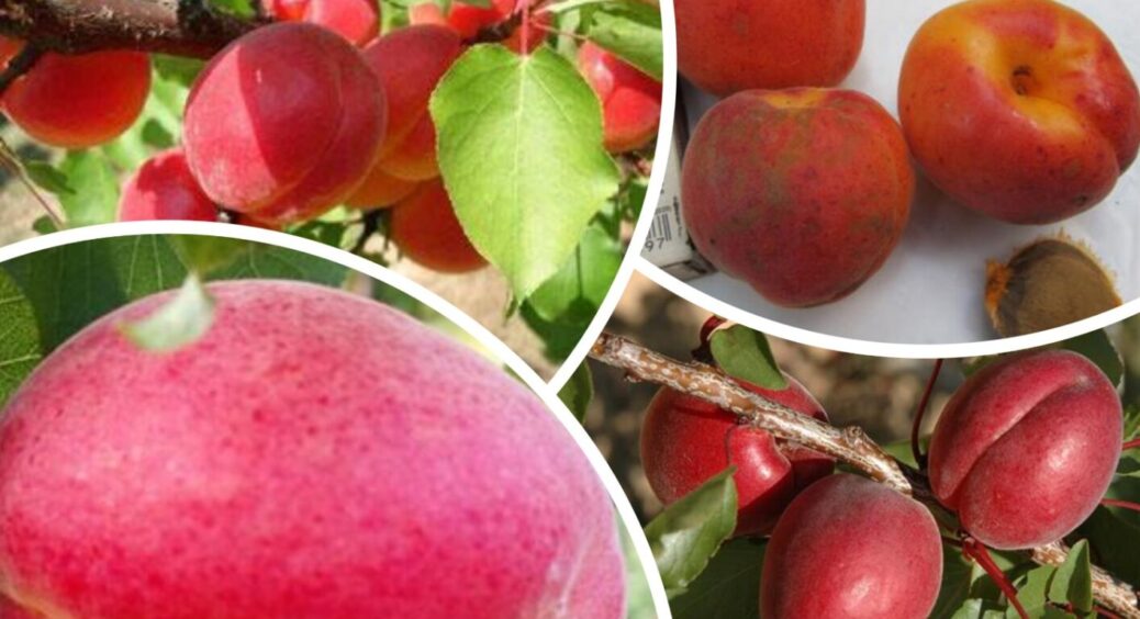 Червоні абрикоси, які тануть в роті – настільки вони ніжні: 4 найкращих сорти для вирощування 