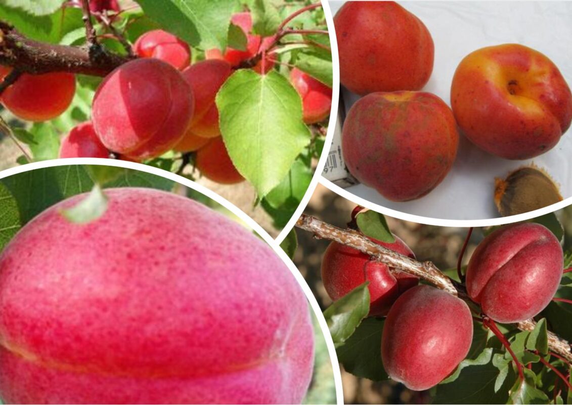 4 сорти червоних абрикосів