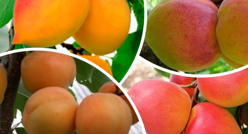 Абрикоси-велетні з соковитою м’якоттю: 4 сорти, від яких у захваті всі – це хіт на Одещині 