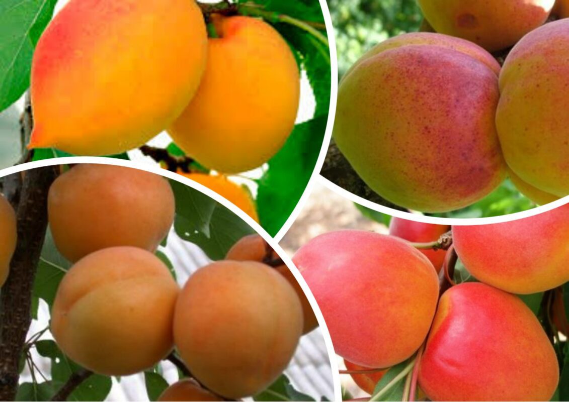 Сорти абрикосів із великими плодами