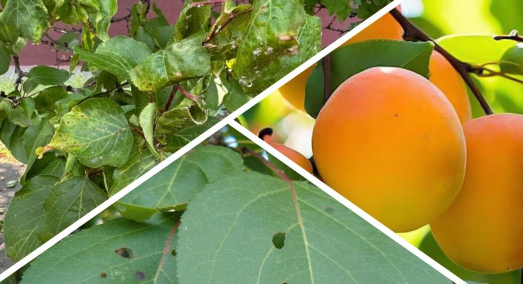 Справа не у весняних морозах: чому не плодоносить абрикос – 2 невидимі хвороби 