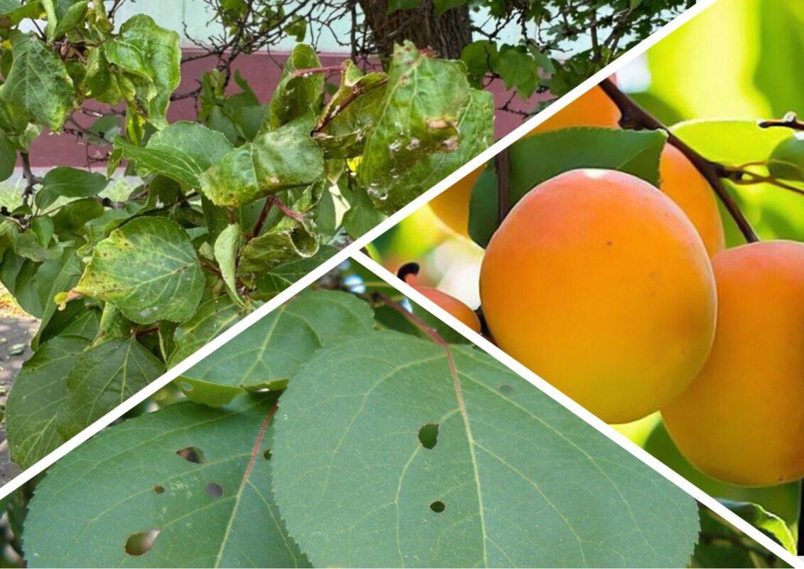 На абрикосах немає плодів не лише через приморозки