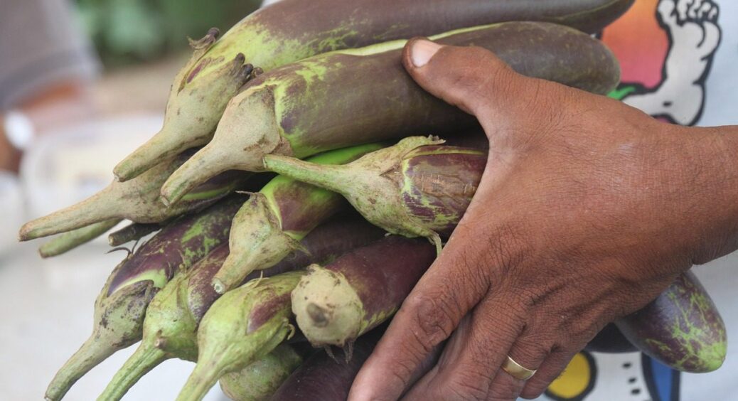 Ця зольна “підживка” подовжує плодоношення баклажанів до 3 тижнів – встигніть у червні 2025 