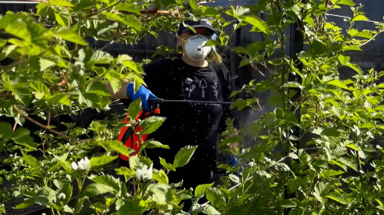 Городники назвали ефективні екологічні засоби проти попелиці