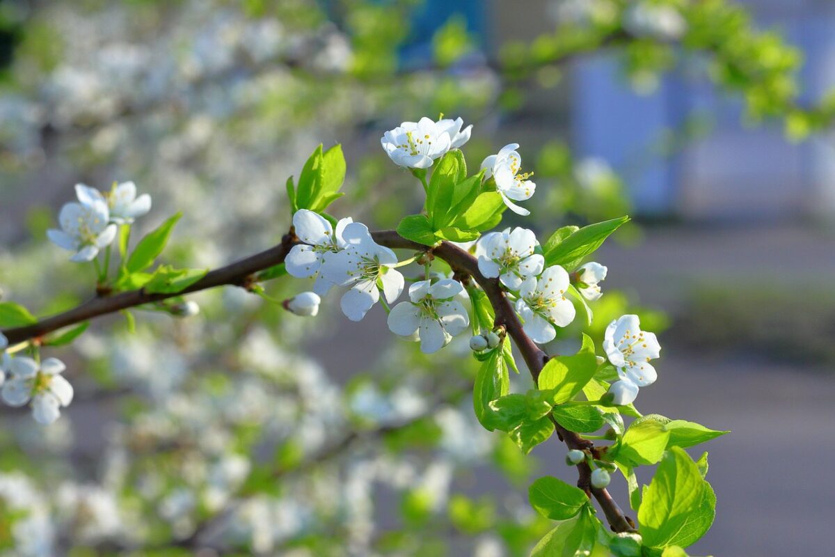 Садівники розповіли, чим обробити яблуні та груші від парші