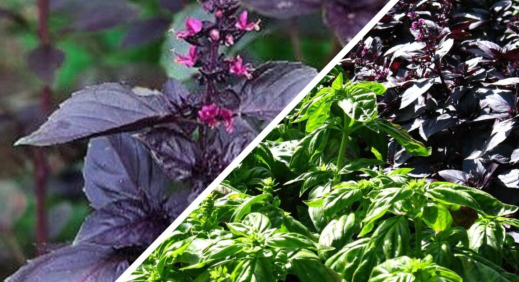 Ось чому на Київщині базилік завжди пишний: 2 прийоми, щоб перетворити грядку з ним на зарослі 